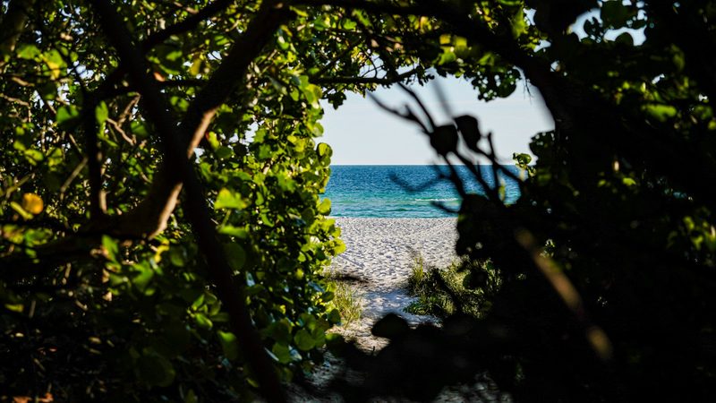 Sea grape trees framing a sandy beach access path to the Gulf on Anna Maria Island
